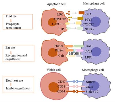 Potential Mechanisms and Effects of Efferocytosis in Atherosclerosis